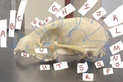 <p>J</p>