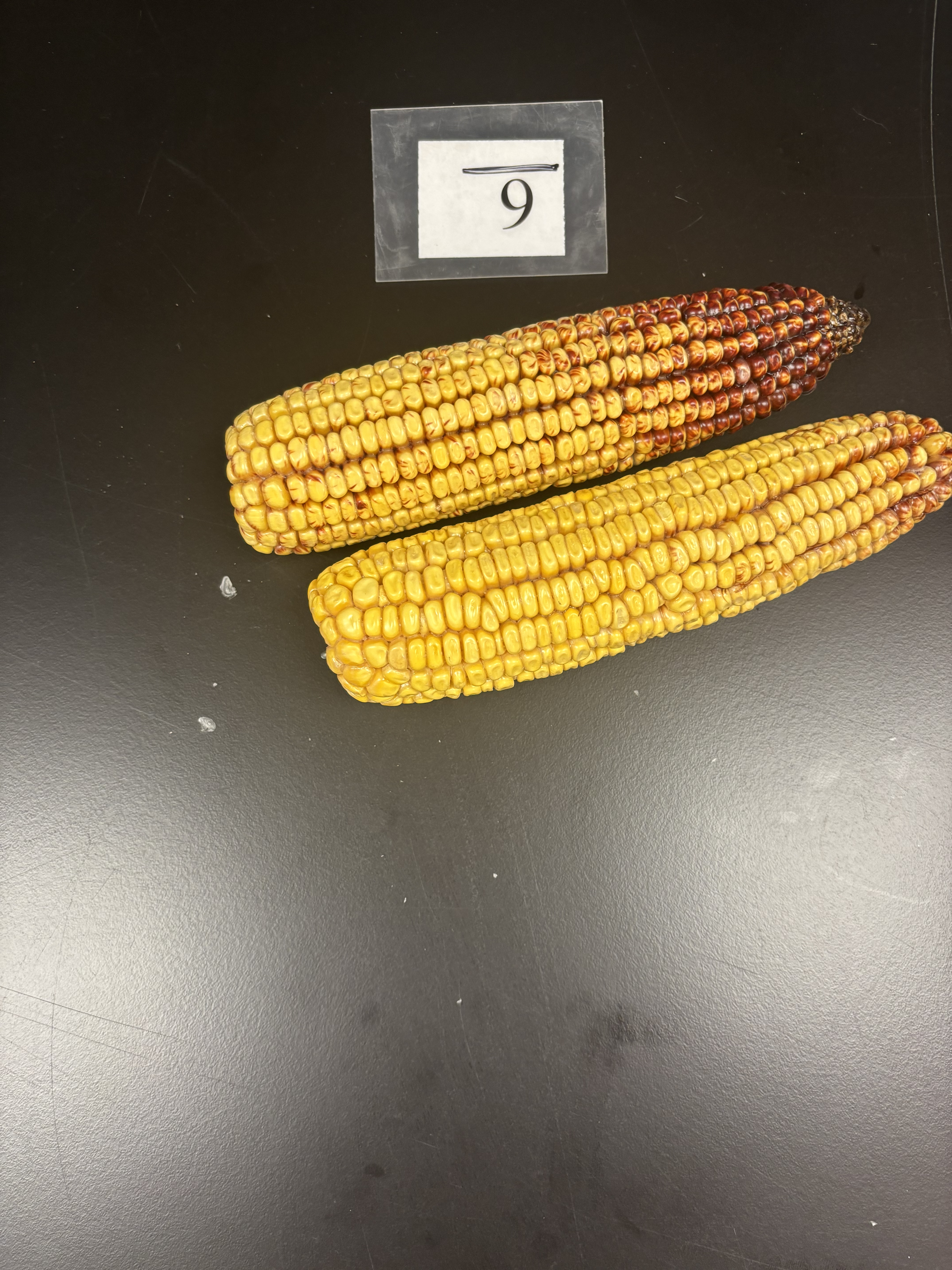 <p>Red discoloration on kernels resultign from wheat curl mite feeding at late grain fill stage</p>
