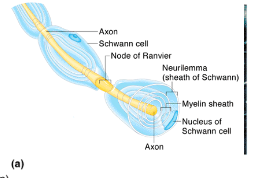 <ol><li><p>Myelin sheath</p></li><li><p>Neurilemma</p></li><li><p>Nodes of Ranvier (myelin sheath gaps)</p></li></ol><p></p>