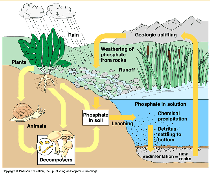 <p>Sink: marine sediements(lost into rivers/ocean) —> unavailable to terrestrial producers</p><p>Pool: sedimentary rock—> breakdown of rock makes phosphorus available to soil</p><p>Can cause algae blooms</p><p></p><ol><li><p>Geological uplifting that makes rocks available on surface</p></li><li><p>rocks is weather by rain and gets in soil</p></li><li><p>Some is lost to the sink and go to the ocean. This forms sediment and eventually leads to new rocks</p></li><li><p>Some is released to the soil —> helps plants grow —> animals eat plants —> animals and organic matter eventually decomposed by decomposers to recycle phosphate</p></li></ol><p></p>