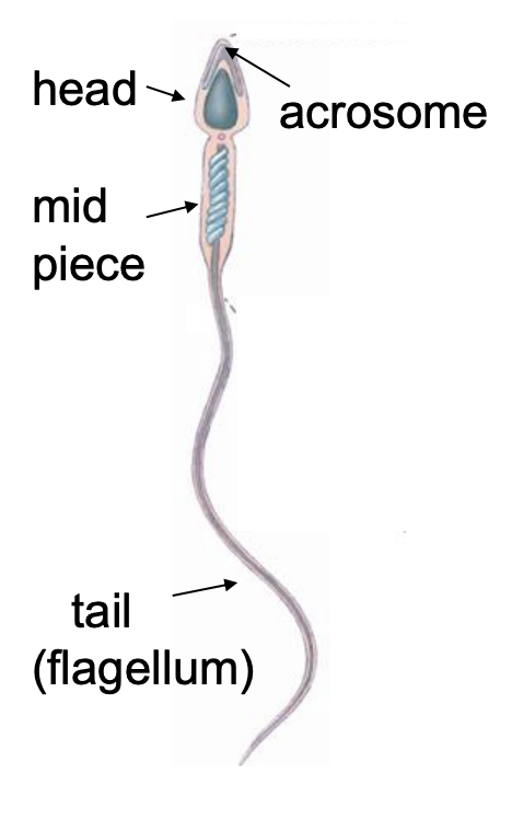 <ul><li><p>Sperm undergoes <strong>capacitation</strong> becomes hyperactive</p></li><li><p class="p1">Albumin, enzymes, lipoproteins bind to sperm:</p><ul><li><p class="p1">glycoprotein coat removed</p></li><li><p class="p1">intracellular changes</p></li><li><p class="p1">develop strong whip-like motion</p></li></ul></li><li><p class="p1">Sperm must pass through (~30 min) cervical mucous (thin, estrogen)</p></li><li><p class="p1">Uterine &amp; oviduct contractions aid transport</p><ul><li><p class="p1">(estrogen, protaglandins - semen helps aid in contractions)</p></li></ul></li></ul><p></p>