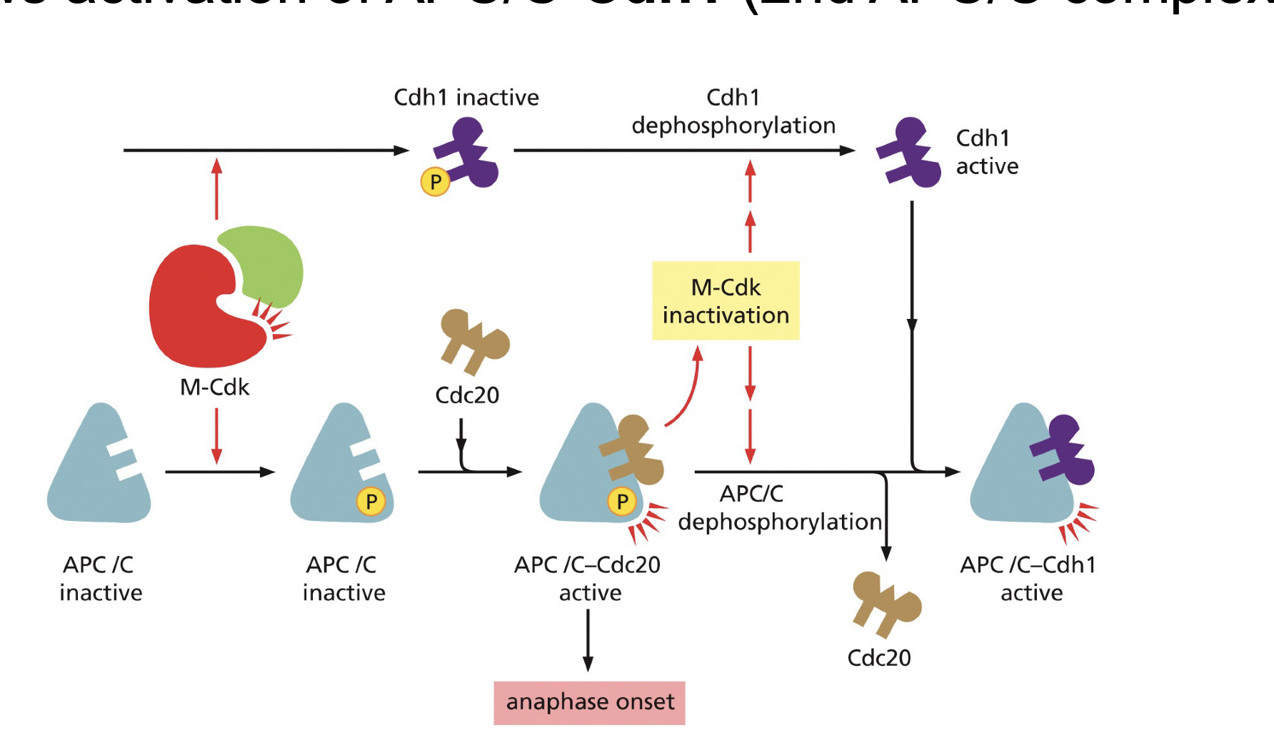<p>Promoted by  CDK-cyclin.</p><p>binds in the APC/C binding site blocking Cdc20 binding, thereby preventing the activation of the inhibitory complex.</p>
