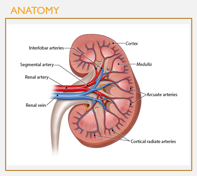 <p>Overall structure of kidney <strong>vasculature</strong></p>