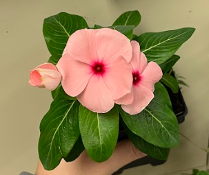 <ul><li><p>simple leaf</p></li><li><p>weakly branched</p><ul><li><p>mounding plant</p></li></ul></li></ul><p></p>