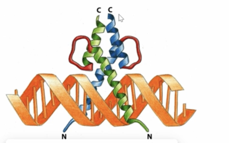 <p>2 alpha helices are held together — one short alpha helix and another long alpha helix held together by a flexible loop</p><p></p><p><strong>DIMER</strong></p>
