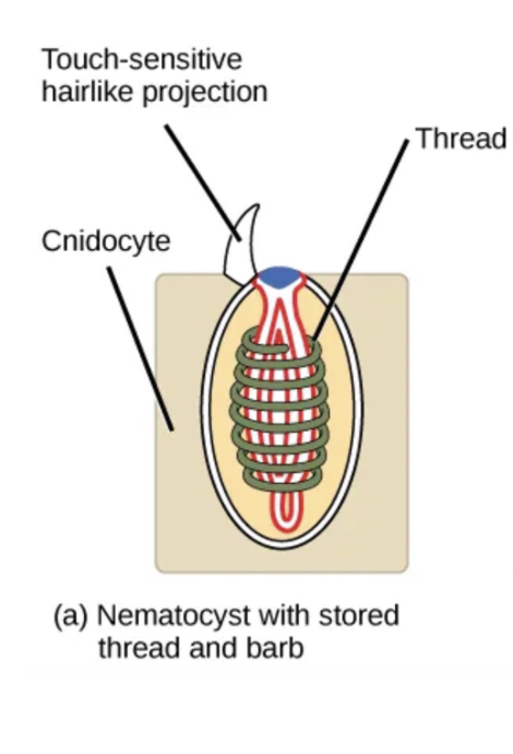<p>Entire cell used for defense and capturing prey</p><ul><li><p>CANNOT BE REUSED</p><ul><li><p>Animal must grow a NEW CNIDOCYTE</p></li></ul></li></ul><p></p>