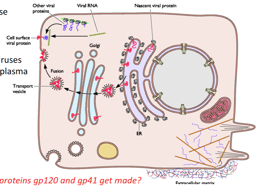 <ol><li><p>Made on Rough ER → secreted into the ER lumen(secreted) or lumen(transmembrane protein)</p></li><li><p>Rough ER membrane + lumen containing these proteins bud off into the <strong><em><u>Golgi</u></em></strong></p></li><li><p><strong><em><u>Golgi buds off into →</u></em></strong> <strong>rough vesicles</strong> that fuse with the cell membrane</p></li></ol><p></p>