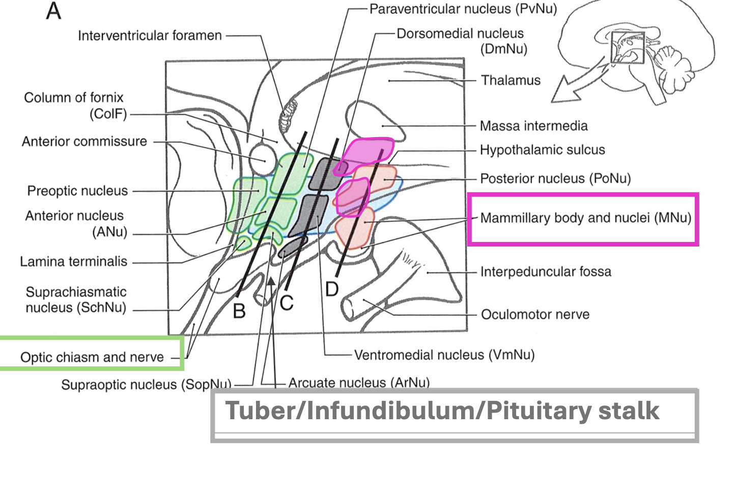 knowt flashcard image