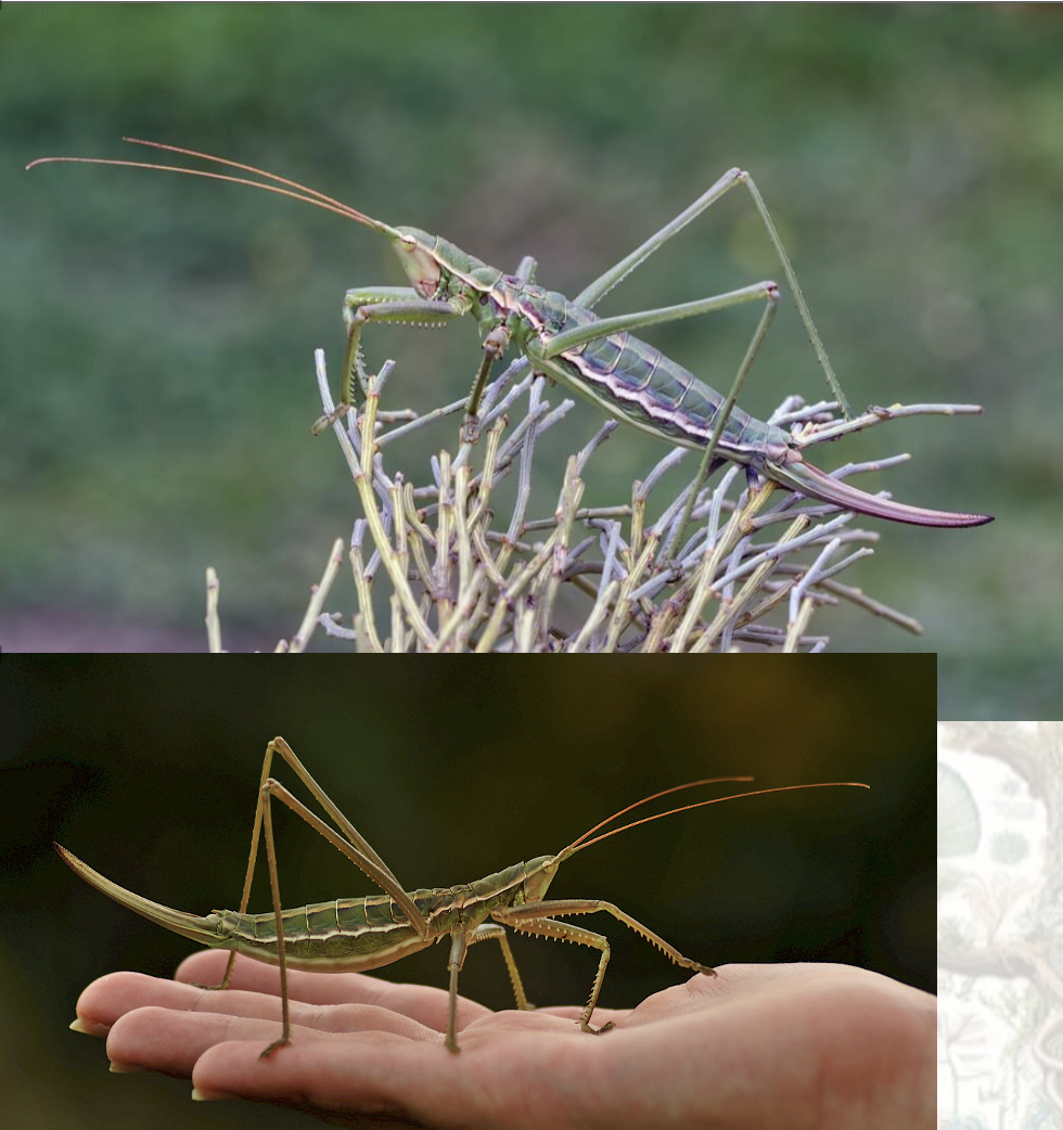 <p>Latin, magyar, védett?</p>