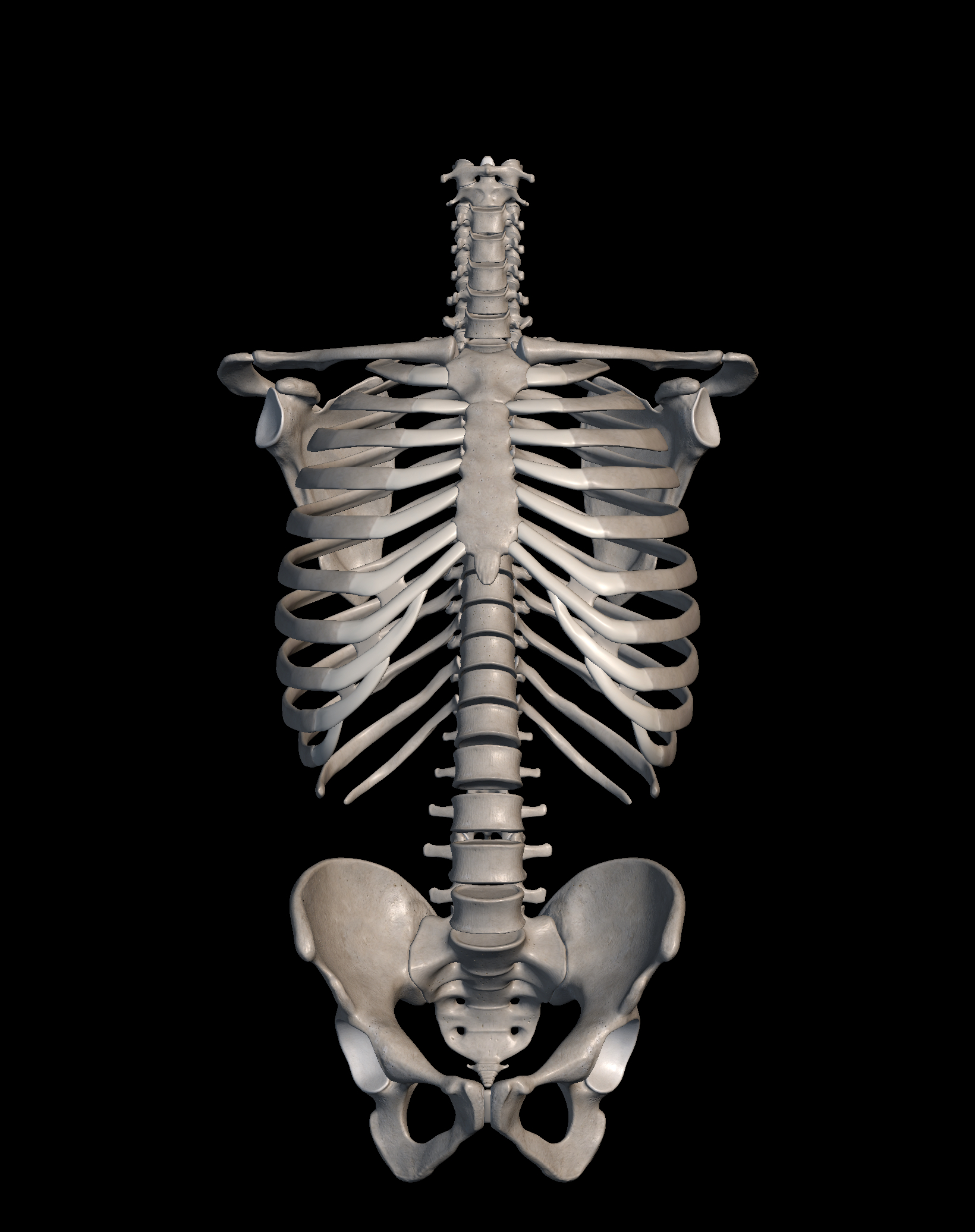 <p>As a whole, this part of the skeleton is known as the?</p>