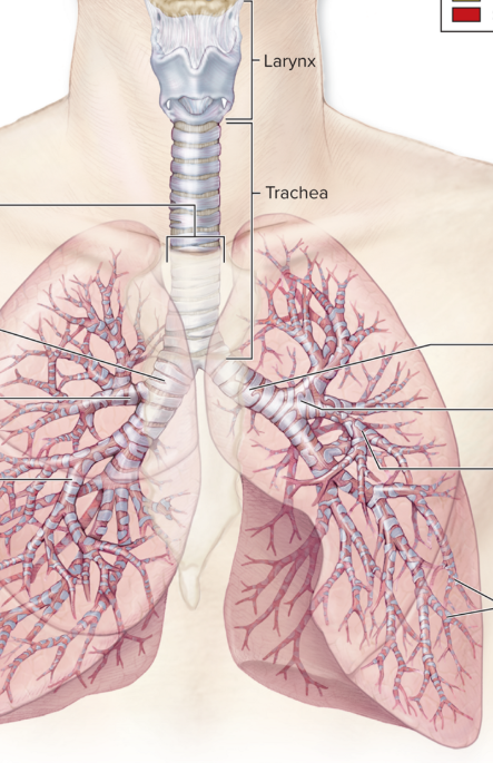<p>ID the structure in between the lungs</p>