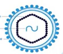 <p>what type of virus?</p>