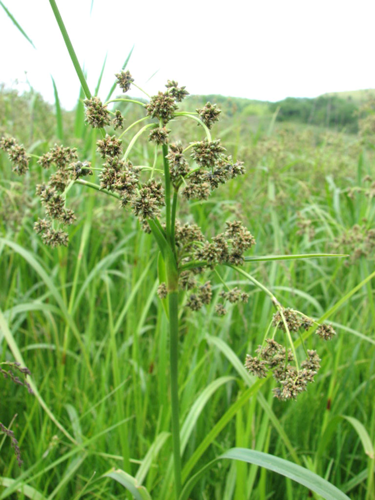 <p><span><em>Scirpus microcarpus</em></span></p>