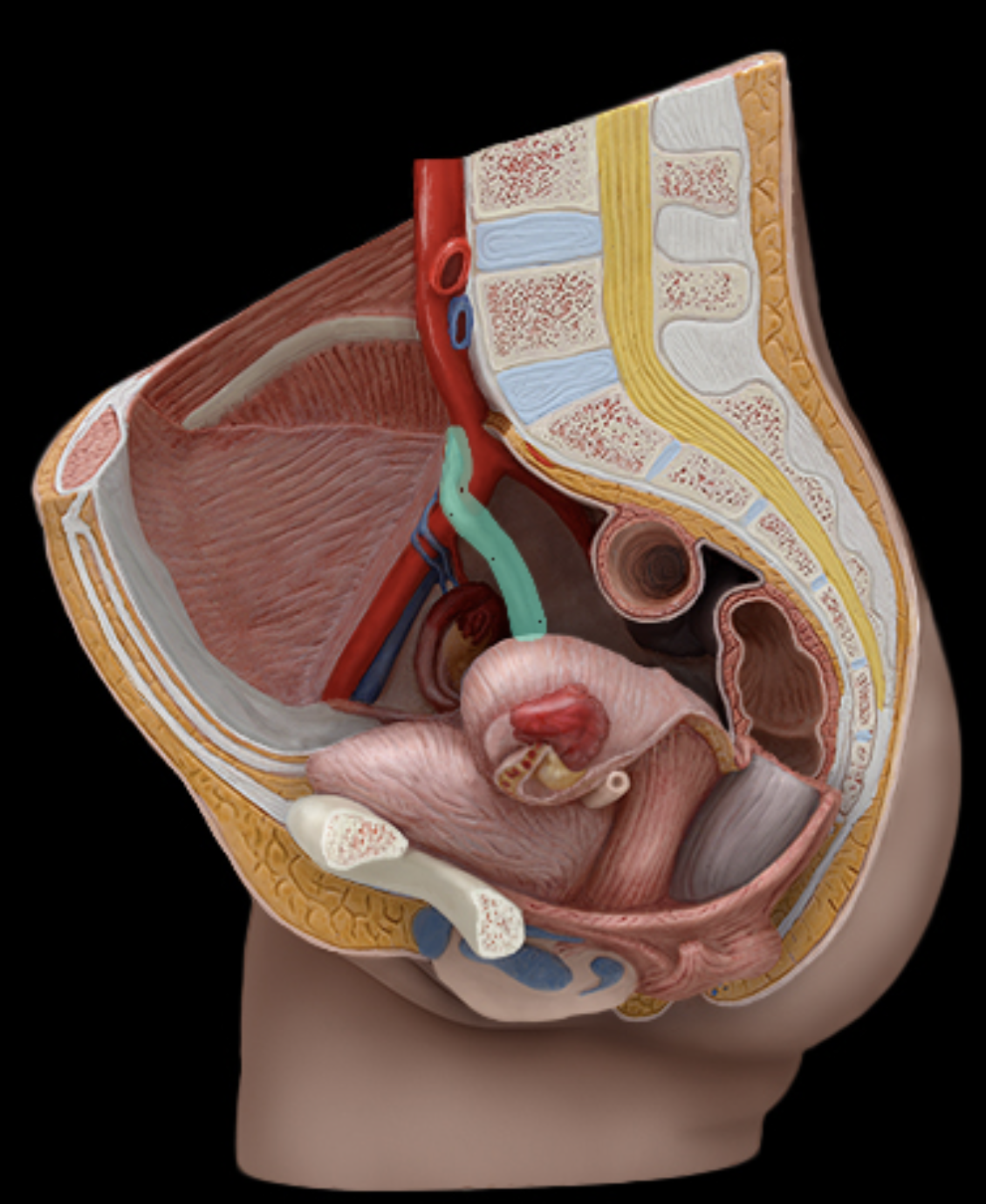 <p>Ureters</p>