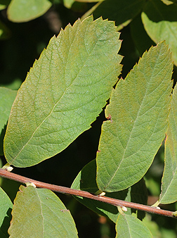 <p>Toothed above the middle, paler and often grey-woolly beneath, pink to deep rose</p>