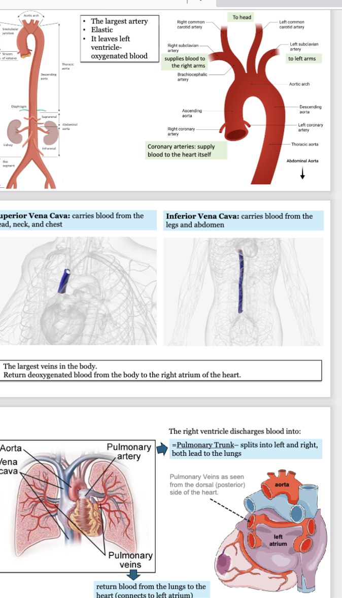 <p>aorta: largest artery, most elastic, leaves left ventricle-oxygenated blood</p><p>ascending aorta: right and left coronary arteries supply blood to the heart itself</p><p>aortic arch: brachiocephalic artery emerges</p><p>right subclavian artery supplies blood to right arms</p><p>left subclavian artery supplies blood to right arms</p><p>right and left common carotid artery supplies blood to the head</p><p>—</p><p>vena cavae: largest veins in body, return deoxygenated blood from body to right atrium of heart</p><p>superior vena cava: carries blood from head, neck, and chest</p><p>inferior vena cava: carries blood from legs and abdomen</p><p>—</p><p>right ventricle discharges blood into → pulmonary trunk - splits into left and right and both lead to lungs</p><p>pulmonary veins return blood from lungs to heart (connects to left atrium)</p>