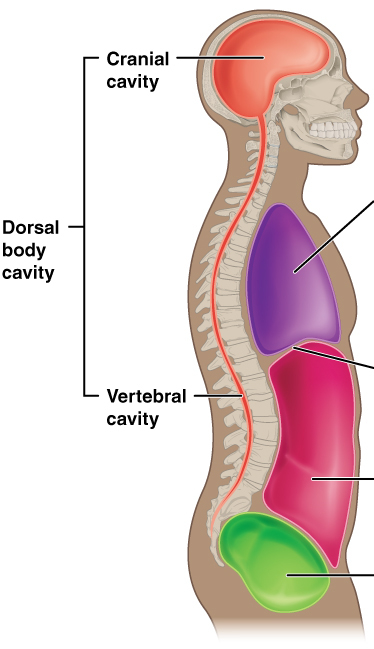 <p>long hollow channel inside spinal column that houses and protects spinal cord</p>