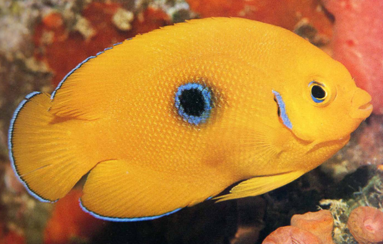 <p>predators only eat things they can fit in their mouth</p>