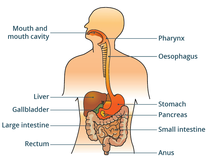 <p><span>Mechanical and chemical degradation of food with purpose of absorbing into the body and using as energy.</span></p><p>Stomach, small and large intestines, liver, and mouth</p>