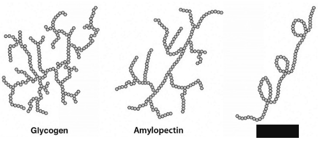 <p><span style="background-color: transparent;">A plant starch. A linear chain containing hundreds of glucose units. More abundant than amylopectin</span></p>