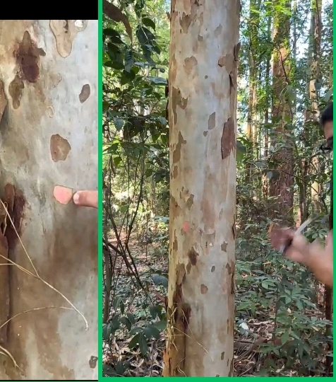 <p>Eucalyptus camaldulensis; Myrtaceae; Angiosperma</p>