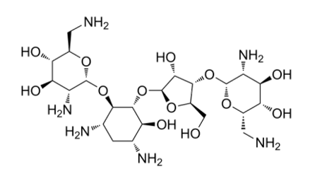 <p>[AMINOGLYCOSIDES]</p><p>a. Gentamicin</p><p>b. Tobramycin</p><p>c. Amikacin</p><p>d. Neomycin</p><p>e. Kanamycin</p><p>f. Streptomycin</p>