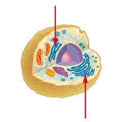 <p>Structure</p><p> Branching tubules that may be: Flattened or Tubular</p><p>Does NOT have ribosomes attached. </p><p>Location Winds and twists throughout the cytoplasm.</p><p>Primary Functions Lipid and Carbohydrate assembly, Calcium storage and Detoxification</p>