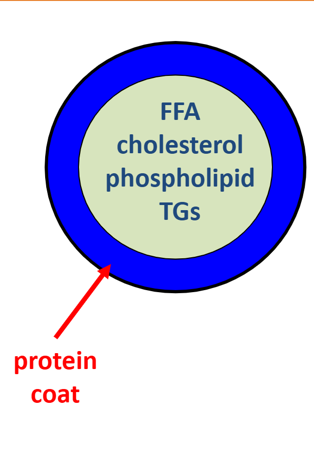 <p>Allows Fat to transport in the blood</p><p>_ </p><ul><li><p>There are generally 5 classes of lipoproteins:</p><ul><li><p> Chylomicrons</p></li><li><p>Very low density lipoproteins (VLDL)</p></li><li><p>Intermediate density lipoproteins (IDL)</p></li><li><p>Low density lipoproteins (LDL)</p></li><li><p>High density lipoproteins (HDL)</p></li></ul></li></ul><p></p>