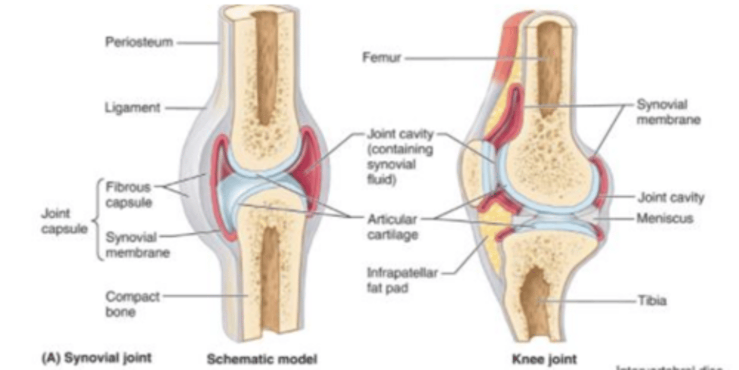 <p>A fully moveable joint in which the synovial (joint) cavity is present between the two articulating bones.</p>