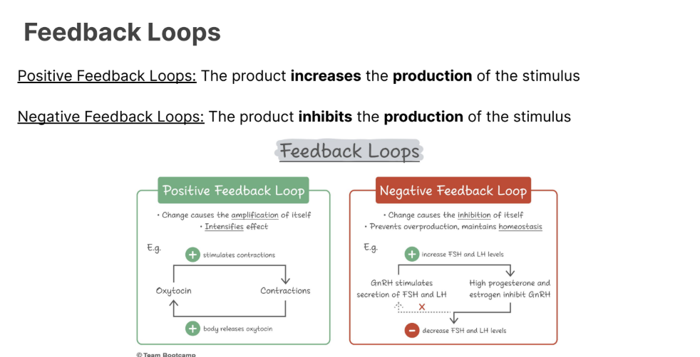 <p>The product <strong>increases </strong>the <strong>production </strong>of the stimulus</p>