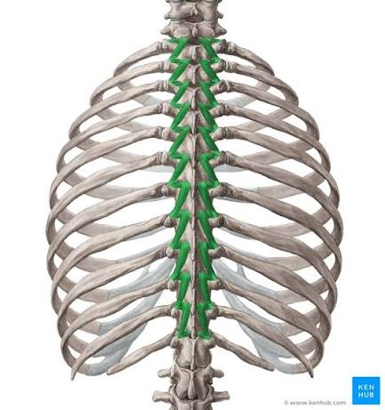 <ul><li><p>deepest of deep layer</p></li><li><p>prominent in thoracic region</p></li></ul><p>O: transverse processes</p><p>I: lamina and SP 1-2 above</p><p></p>