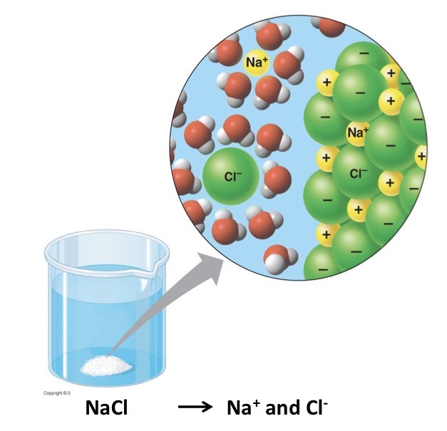 <p>The polarity of water makes it versatile because it forms hydrogen bonds easily with other polar molecules and ionic compounds.</p>