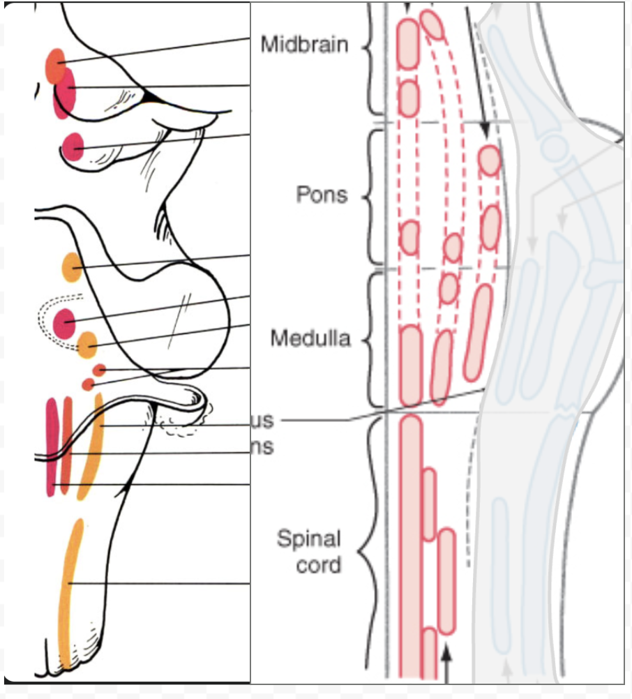 <p>where is abducens nucleus?</p>