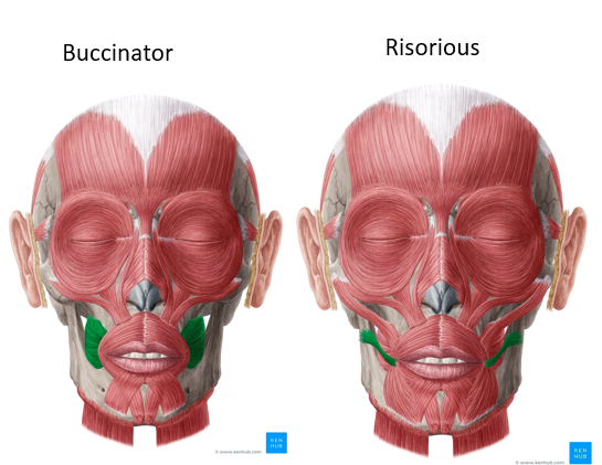 <p>Retract the lips (VII facial).</p>