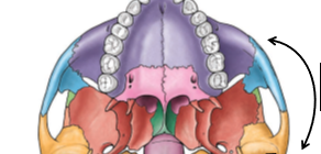 <p>Zygomatic Arch</p>