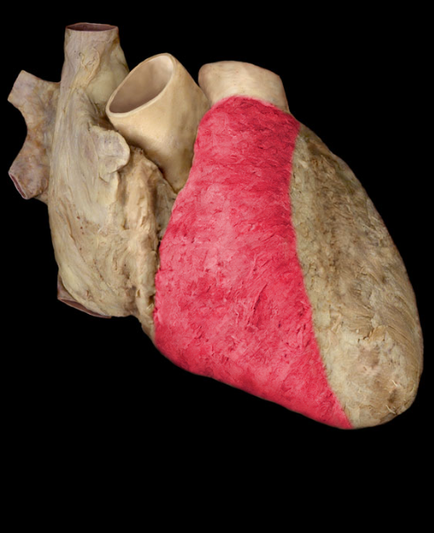 <p>lower right chamber</p>