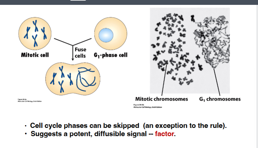 <p><span style="background-color: transparent;">MPF: M-Phase Promoting Factor and Frog Egg Experiments</span></p>
