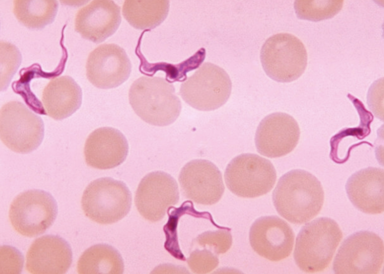 <p>What protist is this?</p>