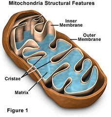 <p>Powerhouse of cell, produces ATP for energy use through cellular respiration Mitochondrial inheritance is maternal.</p>