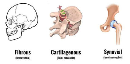 <ol><li><p>synarthrosis (immovable) or fibrous</p></li><li><p>amphiarthrosis (slightly moveable) or cartilaginous</p></li><li><p>diarthrosis (freely moveable) or synovial</p></li></ol><p></p>