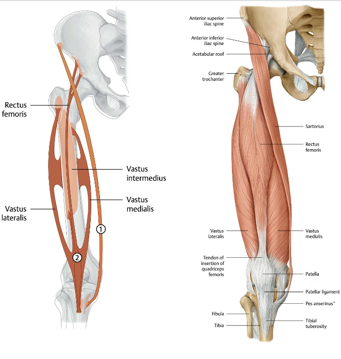 <p><strong>origo</strong>: Spina iliaca anterior superior (SISA)<br><strong>Insertie</strong>: Anteromediaal op de mediale tibia condyl, is de meest craniale teen van de pes anserinus<br></p><p><strong>Functie</strong>:</p><ul><li><p>Art. coxae: Abductie, anteflexie en exorotatie</p></li><li><p>Art. genu: <strong>flexie</strong>, endorotatie<br></p></li></ul><p><strong>Innervatie</strong>: n. femoralis (L2-L4)</p><p><br></p>