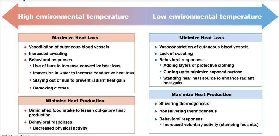 <p> Increase or decrease</p><ul><li><p>Blood flow</p></li><li><p>Behavioral adaptations</p></li></ul><p>Decrease</p><ul><li><p>Sweating</p></li></ul><p>Increase</p><ul><li><p>Shivering</p></li></ul><p></p>