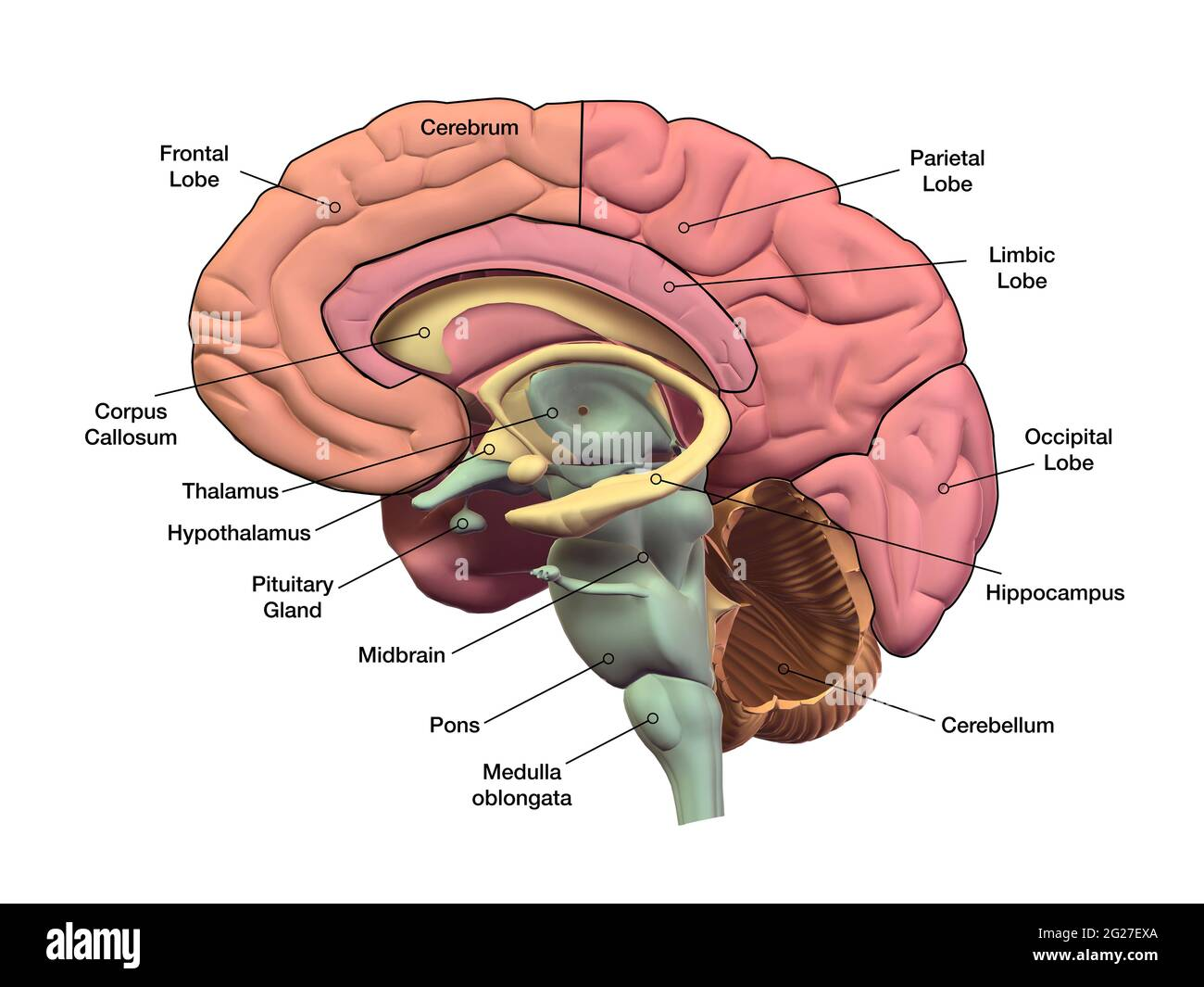 <p>cross section</p>