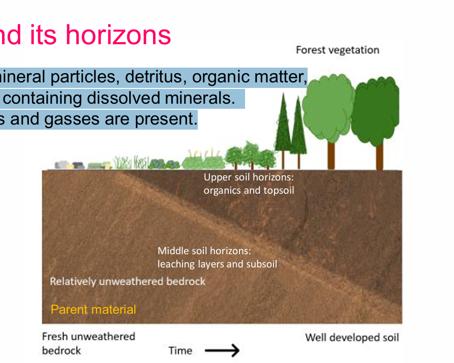 <p>A mix of mineral particles, detritus, organic matter, and water containing dissolved minerals. Organisms and gasses are present.</p>
