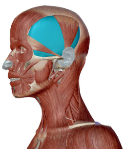 <p>what muscle is this</p>