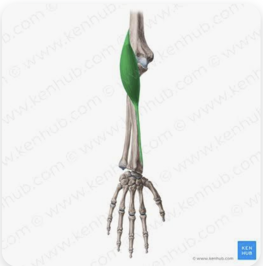 <p>O: Lateral supracondylar ridge of the humerus</p><p>I: Styloid process of the radius</p><p>A: Flexion of forearm; pronation and supination of forearm (depending on position of forearm)</p><p>N: Radial nerve</p>