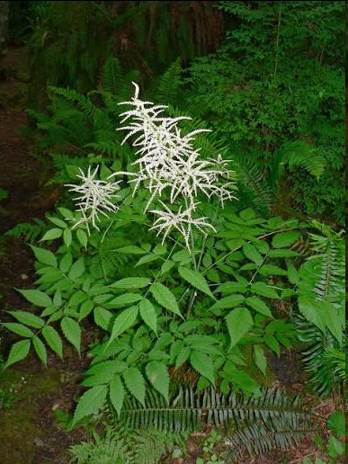 <p>This imposing, long-lived herbaceous perennial forms massive, bushy clumps that can reach up to 1.8 to 2.1 m (6-7 feet) in height. It features attractive, deeply-divided, fern-like green leaves and produces large, feathery plumes of tiny, starry, creamy-white flowers that bloom in early summer.</p>