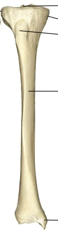 <p>what bone which way facing</p>