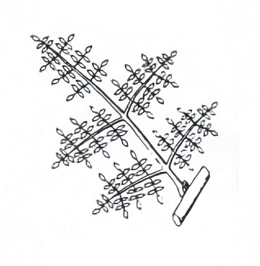 <p>Tripinnately Compound </p>