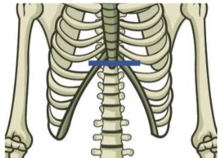 <p>Xiphoid process, Costal cartilage of ribs 5-7</p>